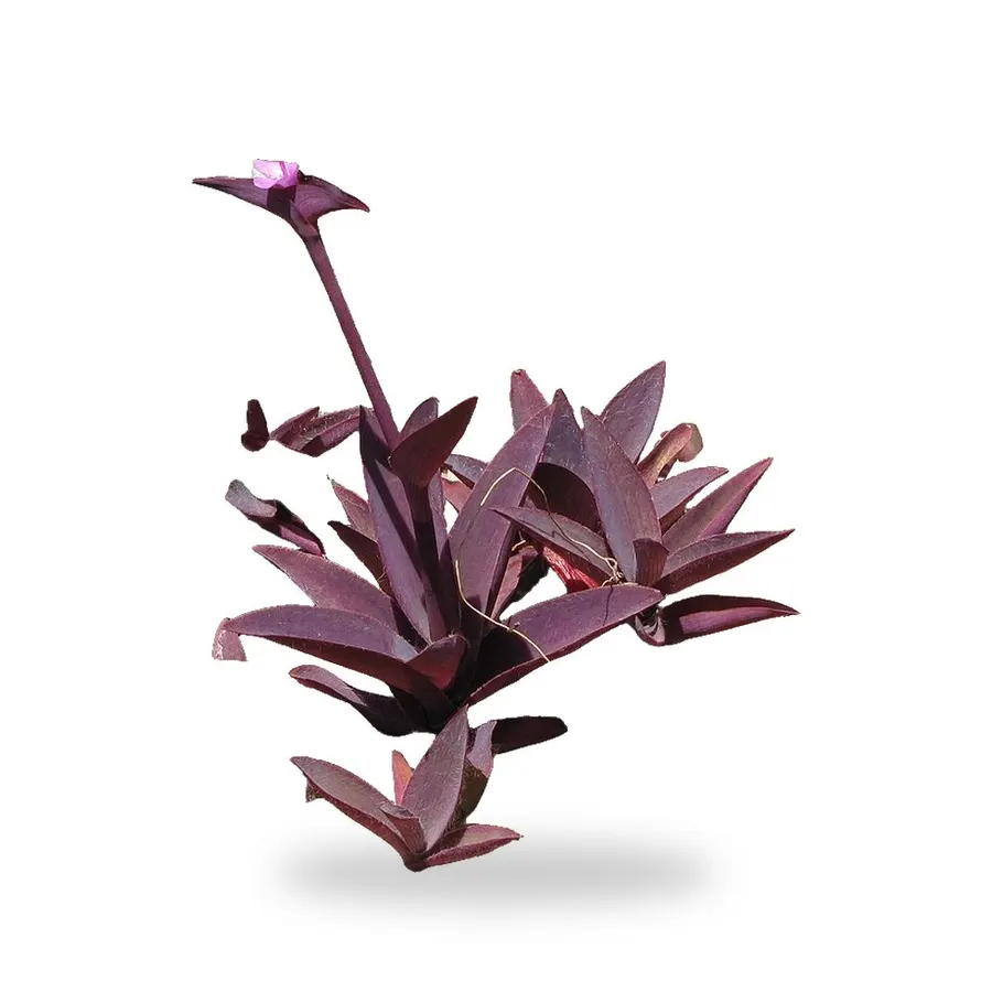 Purple Queen