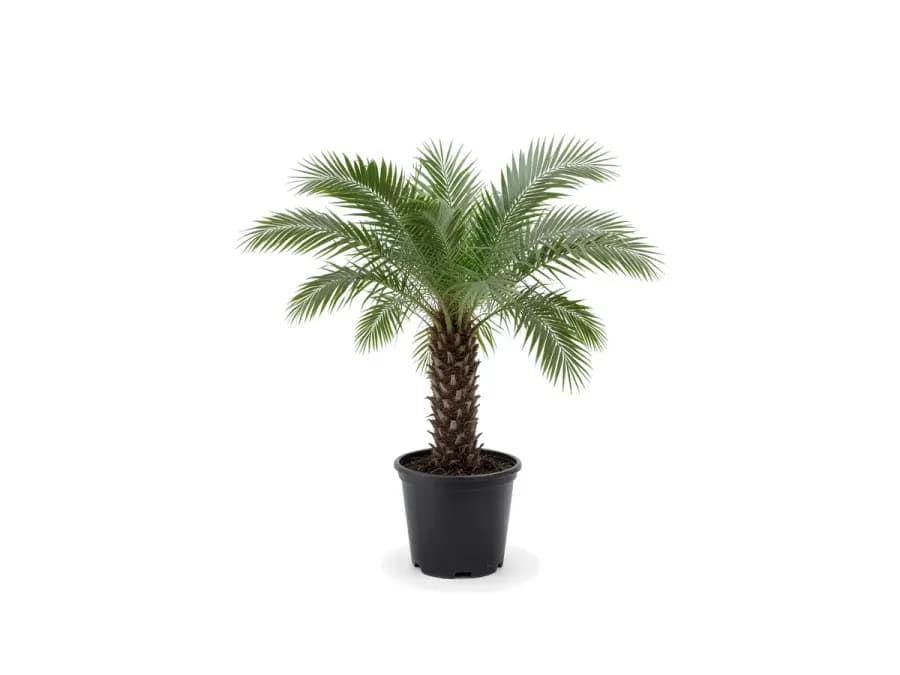 Pygmy Date Palm