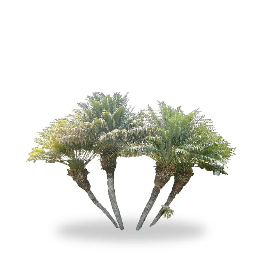 Pygmy Date Palm