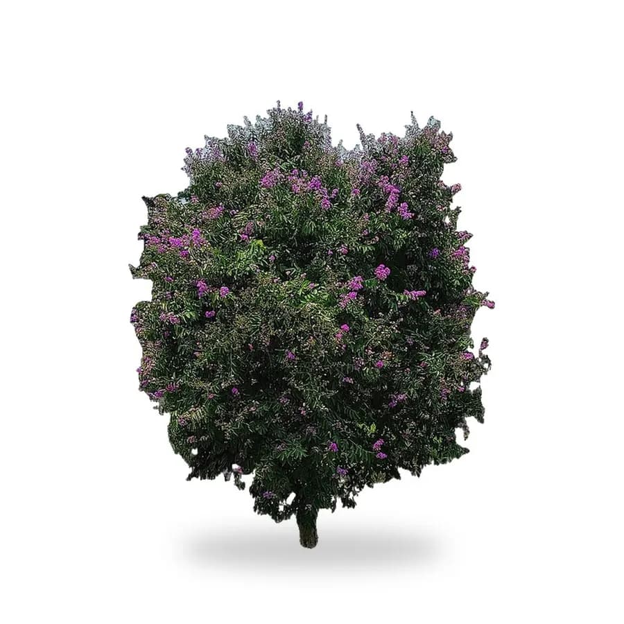Queen Crape Myrtle