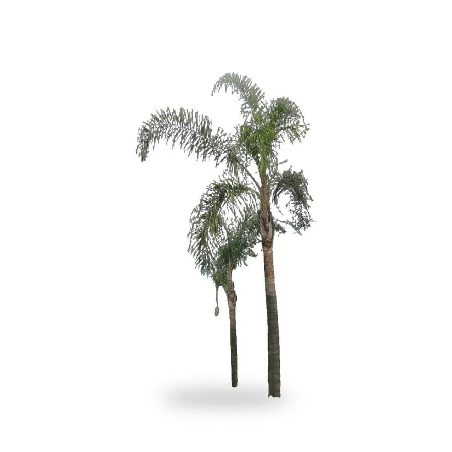 Queen Palm