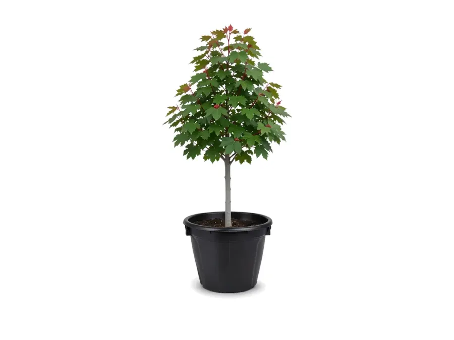 Red Maple Florida Flame