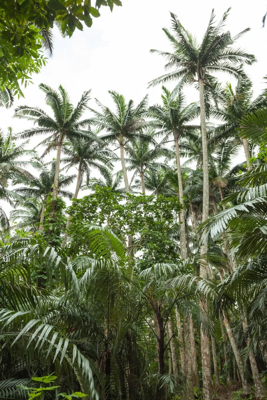Satakentia Palm