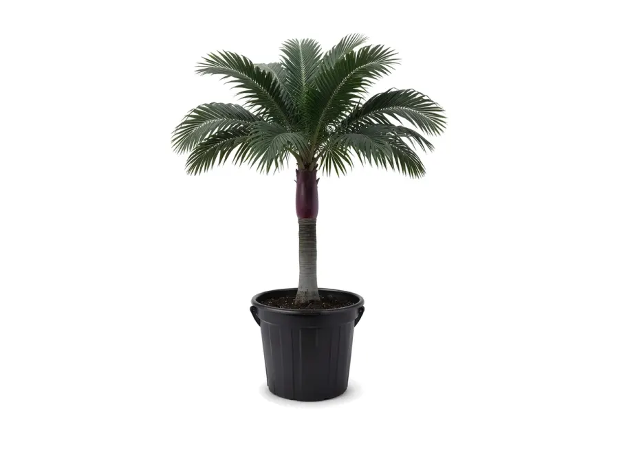 Satakentia Palm