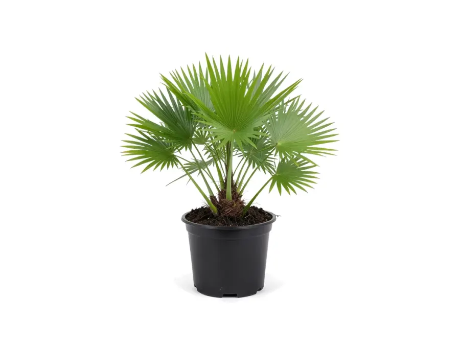 Saw Palmetto