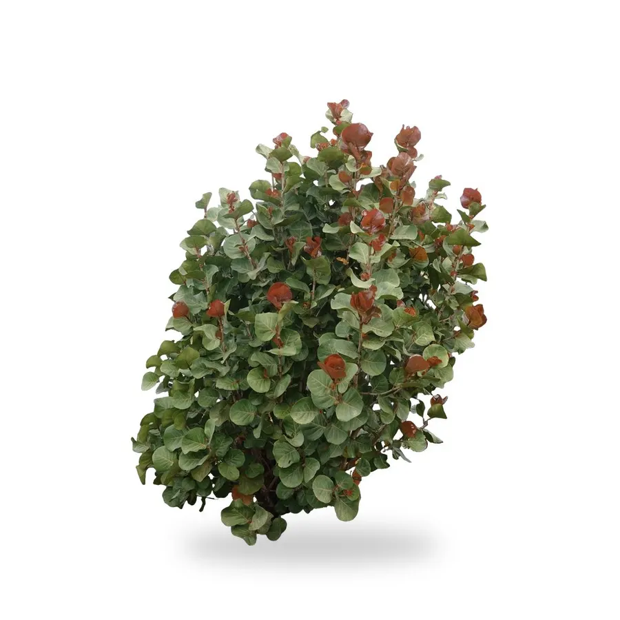 Sea Grape