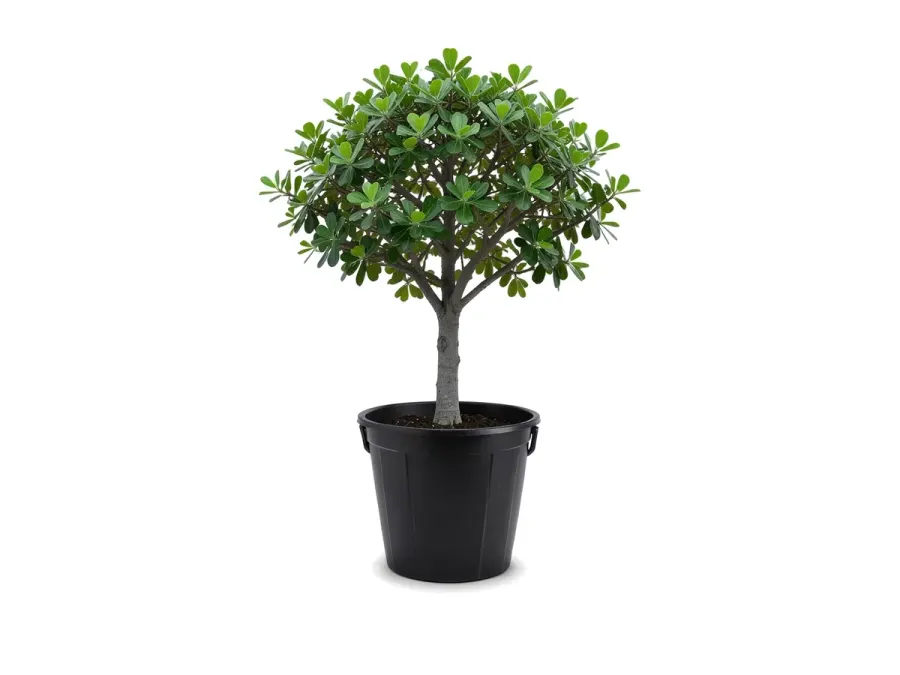 Shady Lady Tree