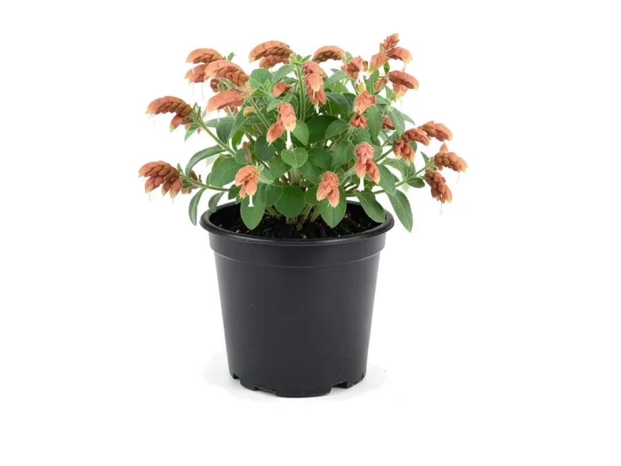 Shrimp Plant