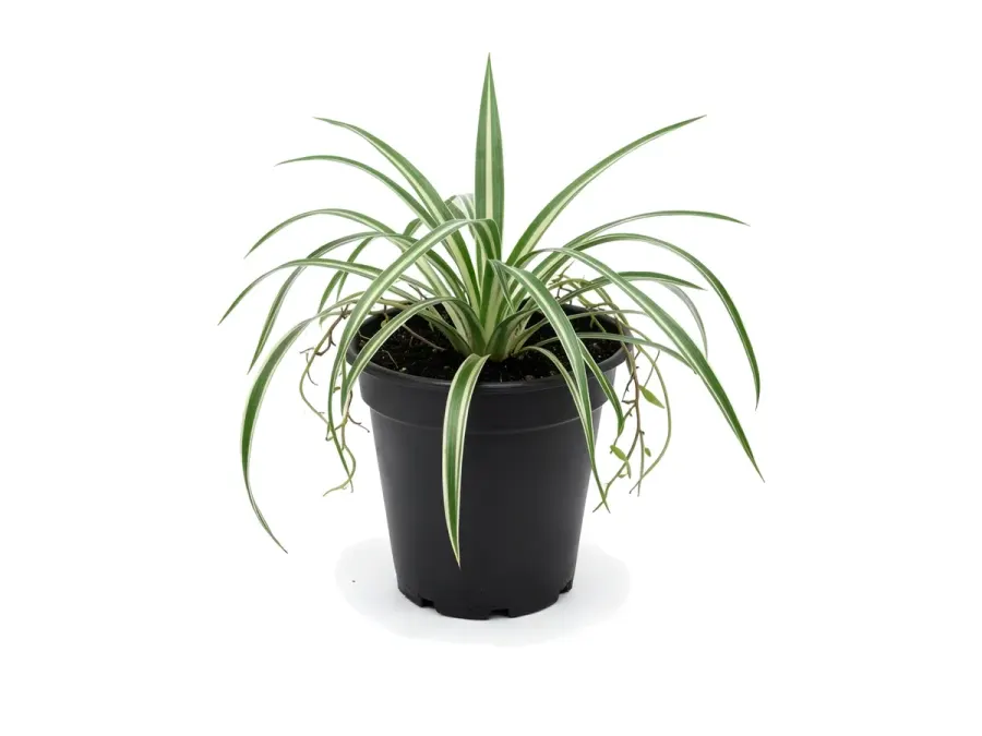 Spider Plant