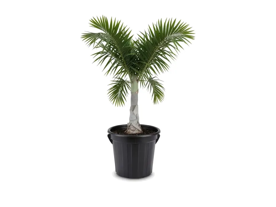 Spindle Palm