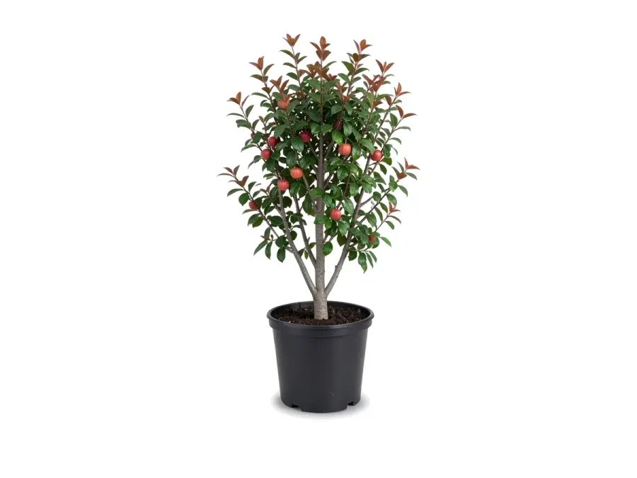 Surinam Cherry Tree