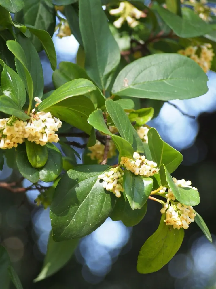 Sweet Viburnum