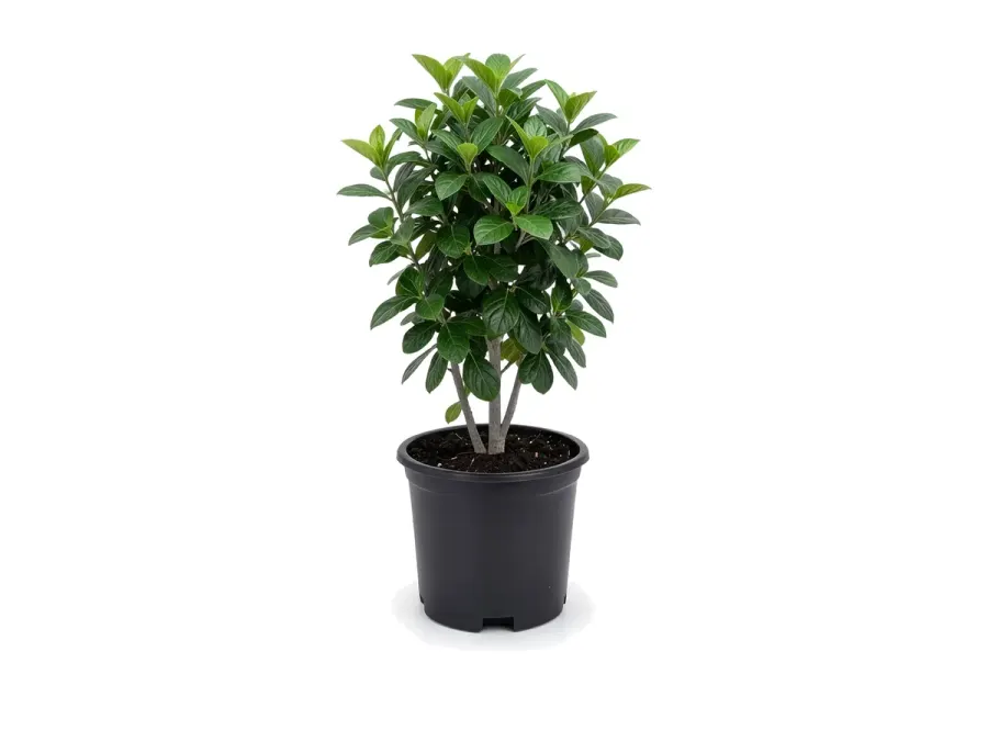 Sweet Viburnum