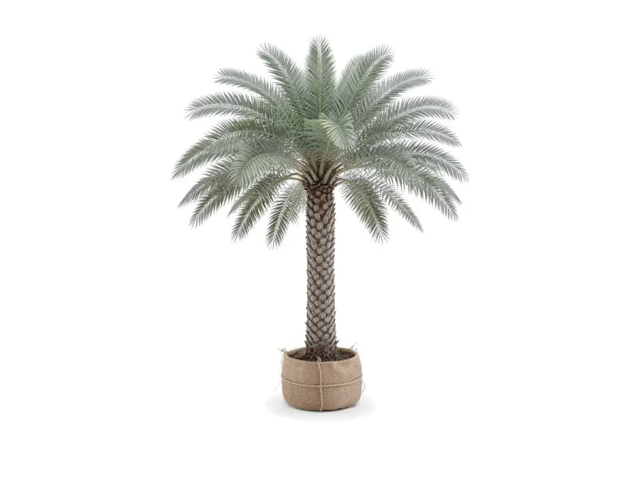 Sylvester Palm