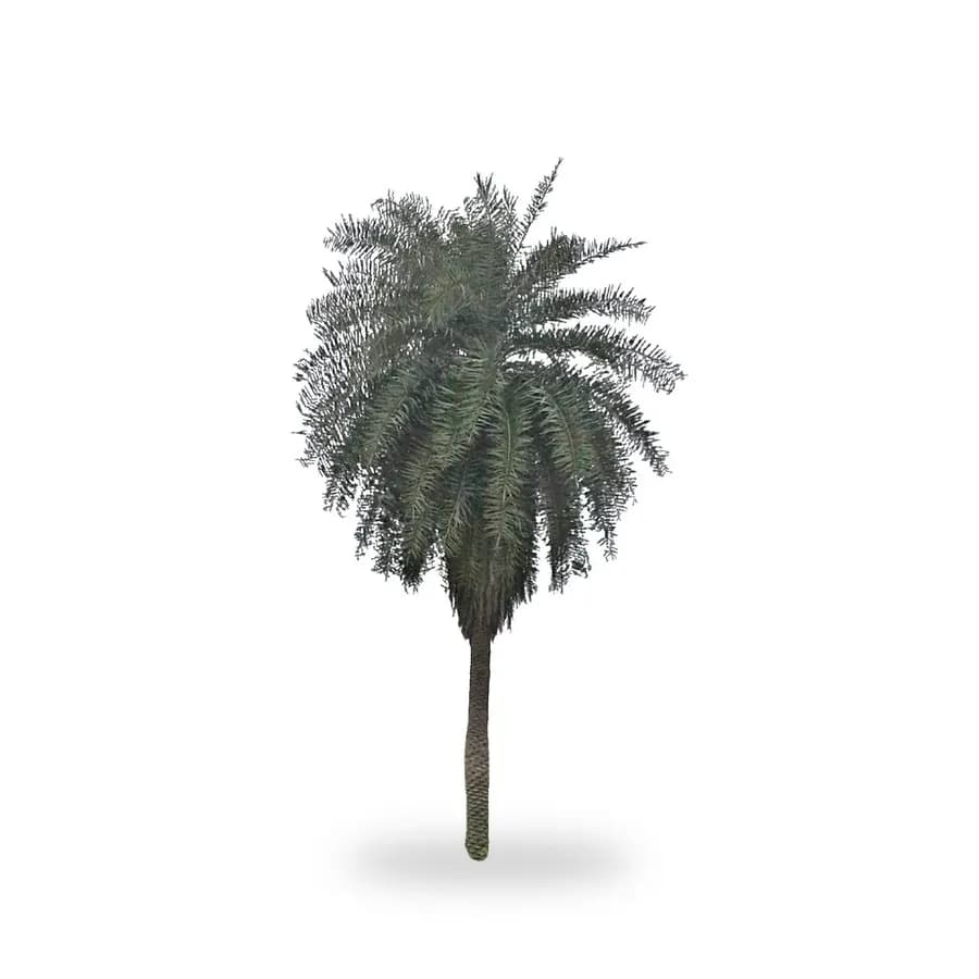 Sylvester Palm