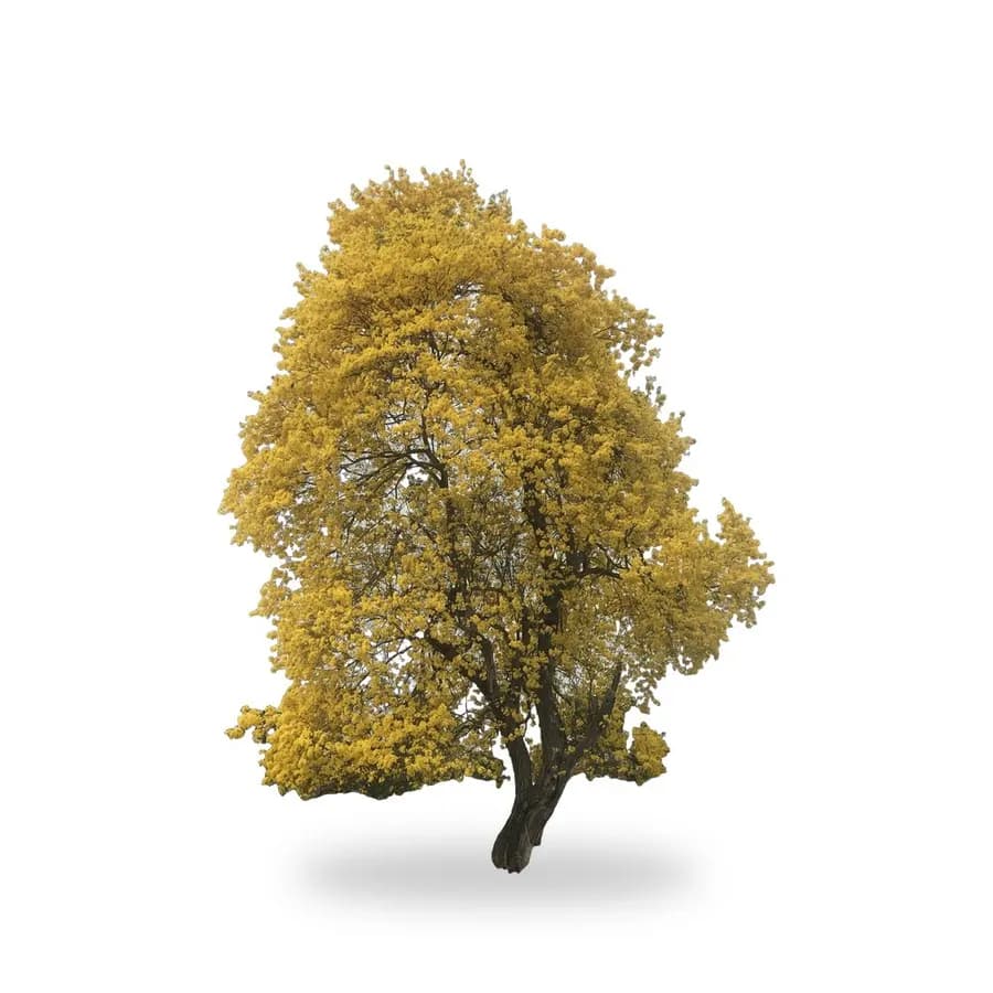 Tabebuia Trumpet Tree
