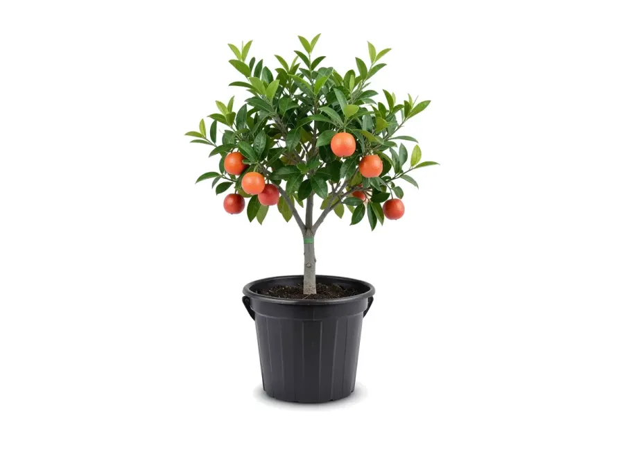 Tangelo Tree