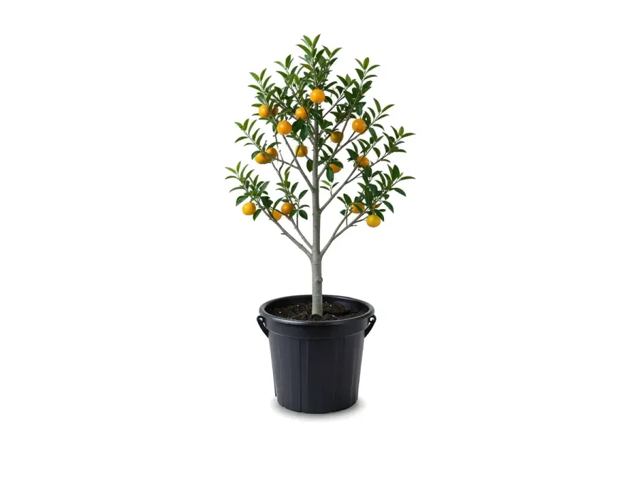 Tangerine Tree