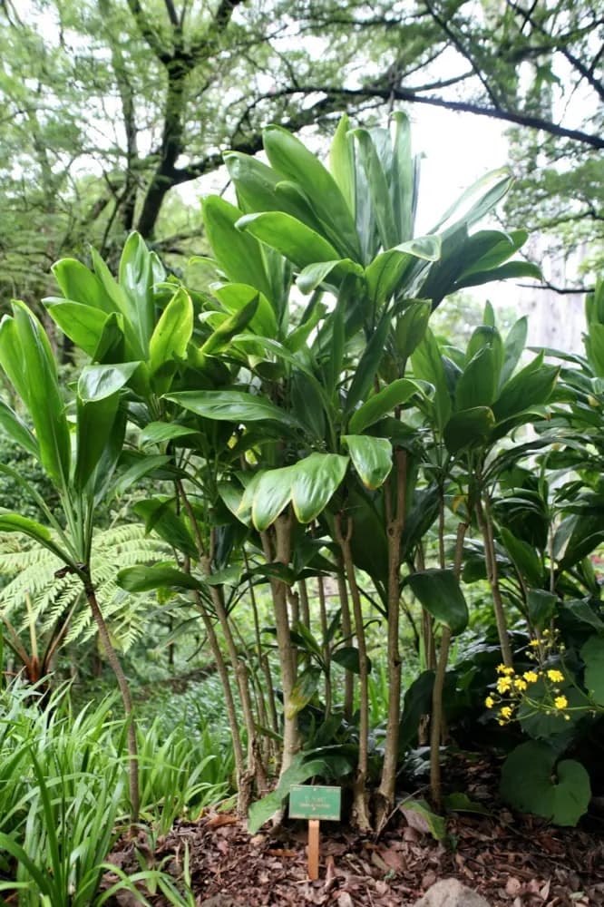 Ti Plant (Cordyline)