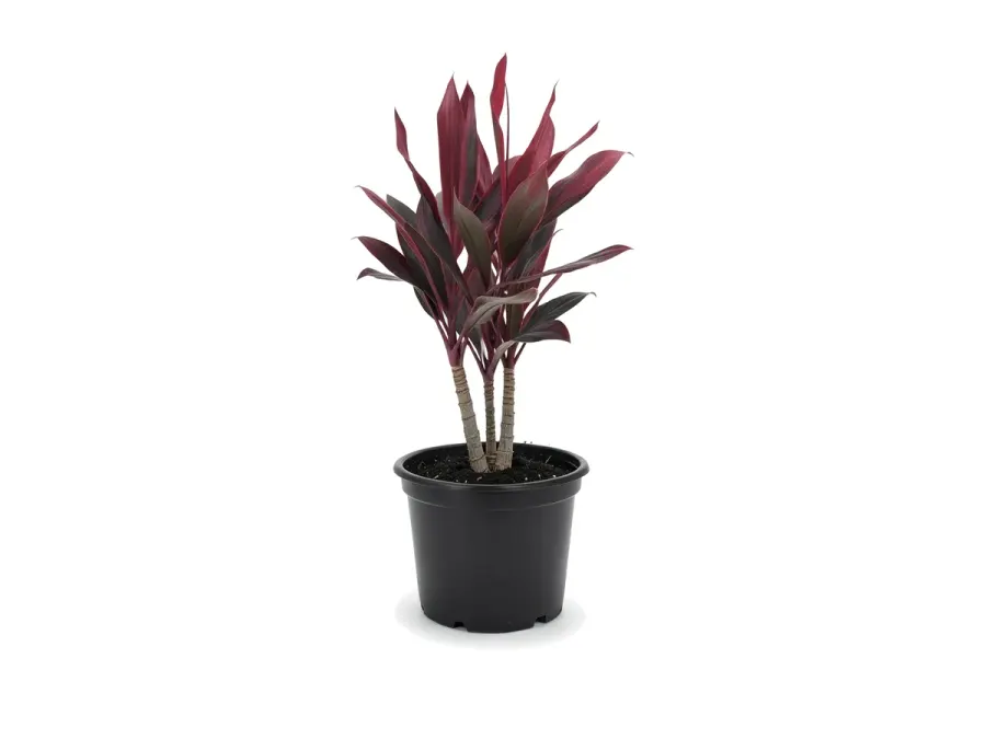 Ti Plant (Cordyline)