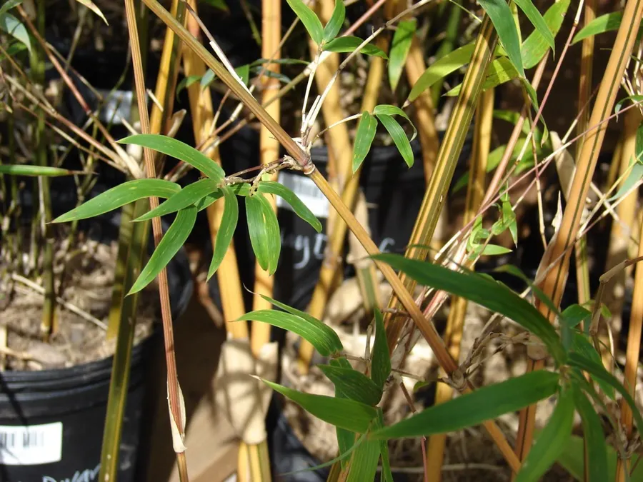 Timor Black Bamboo