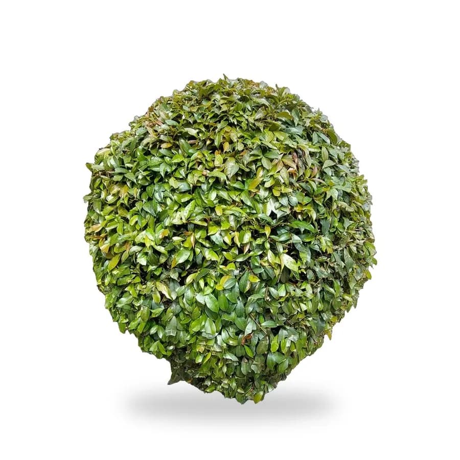 Topiary Trees