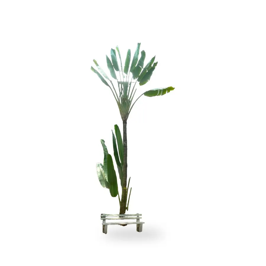 Traveler Palm
