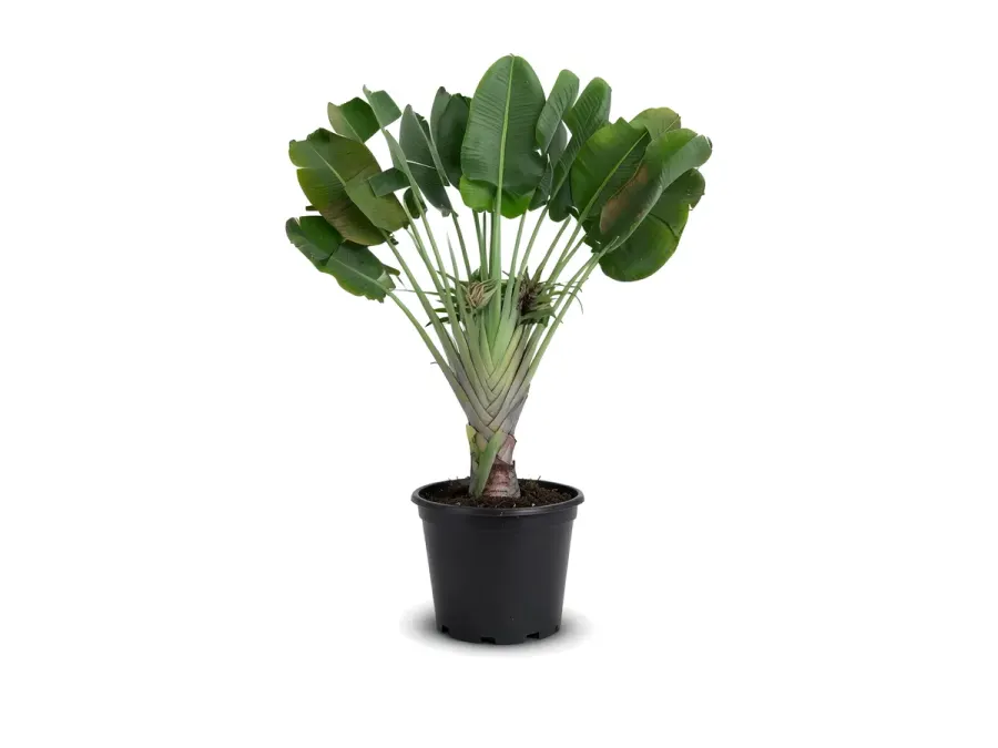 Traveler Palm