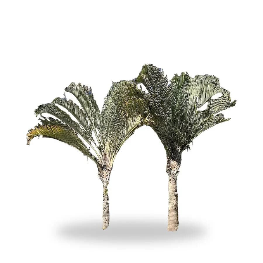 Triangle Palm
