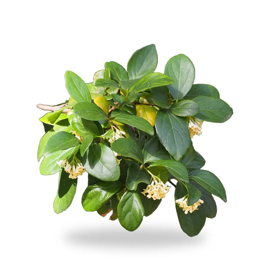 Viburnum Suspensum