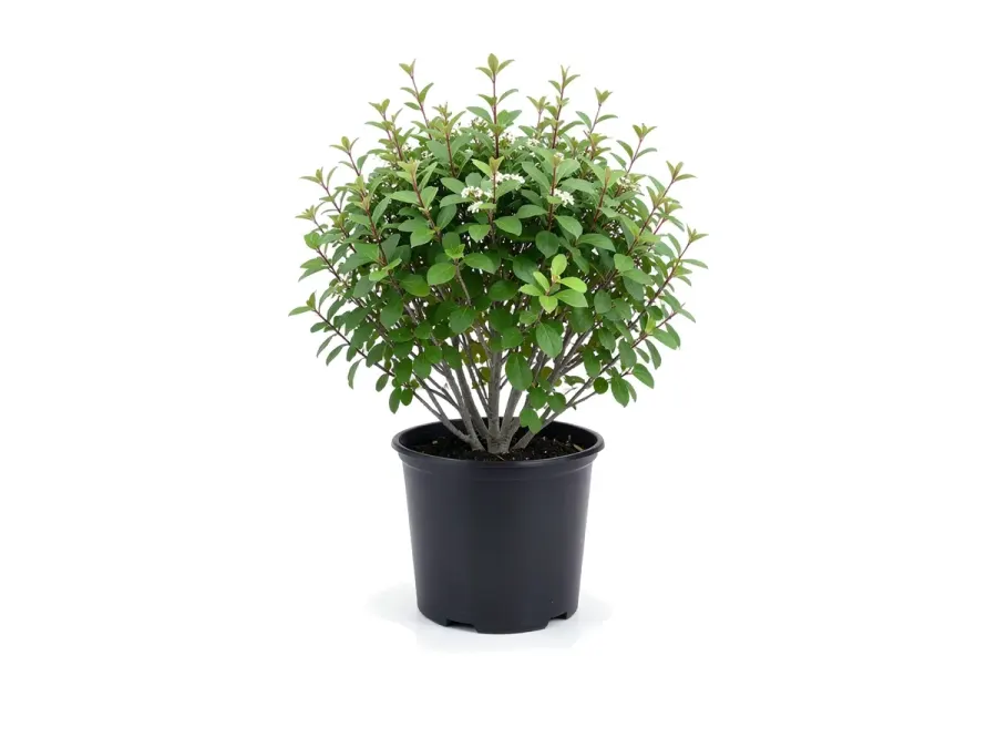 Walters Viburnum