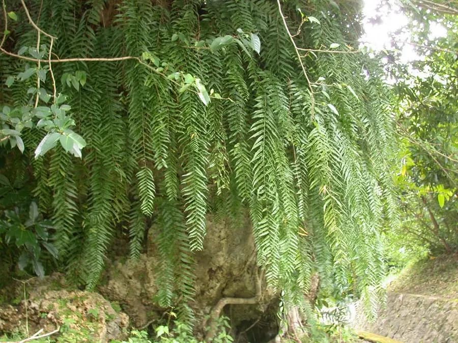 Wart Fern