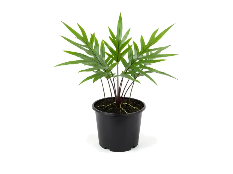 Wart Fern