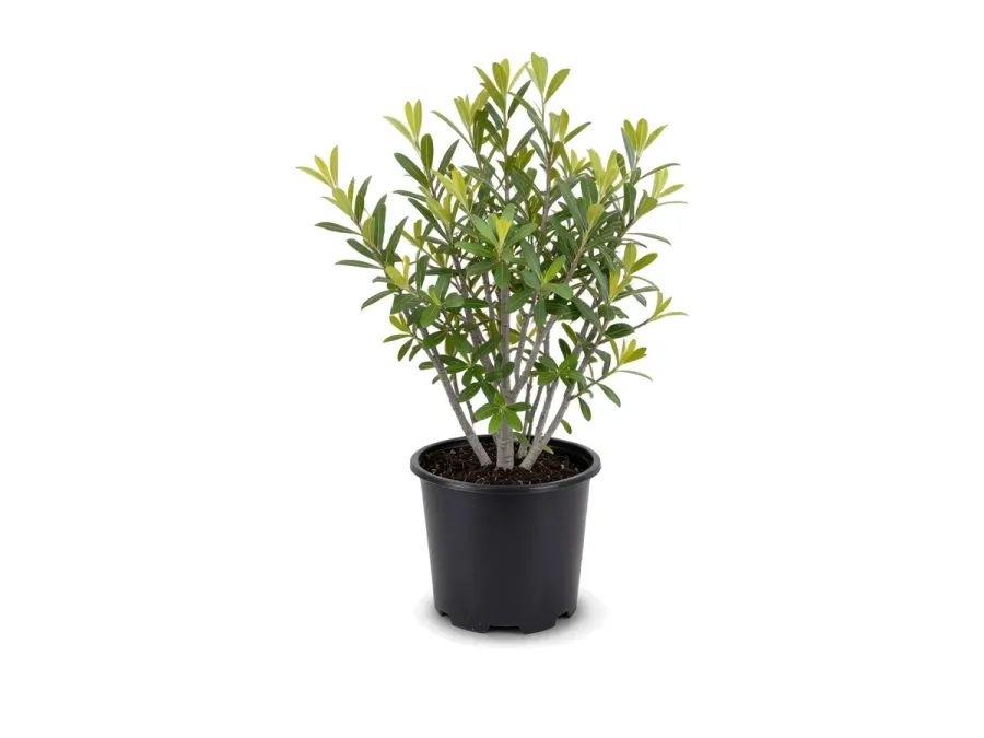 Wax Myrtle