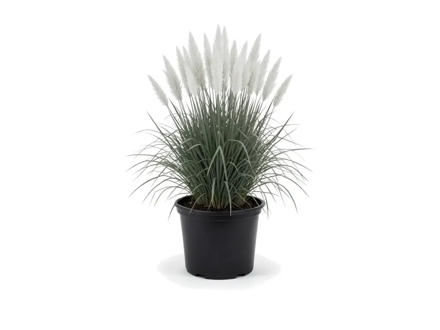 White Pampas Grass