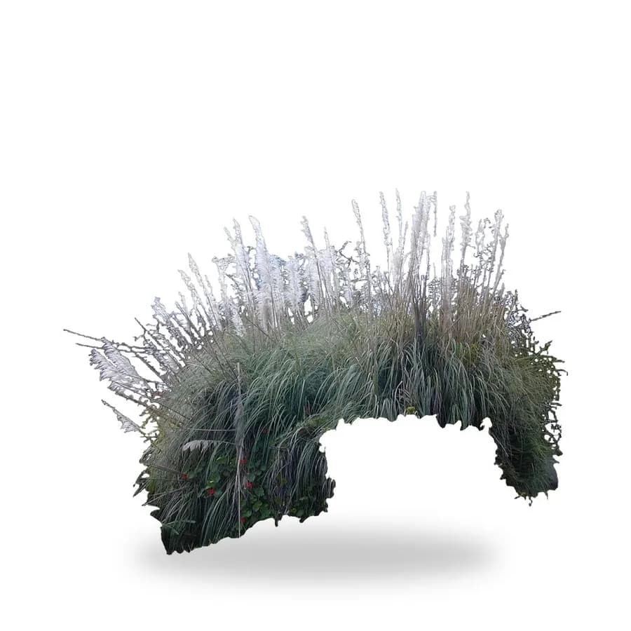 White Pampas Grass