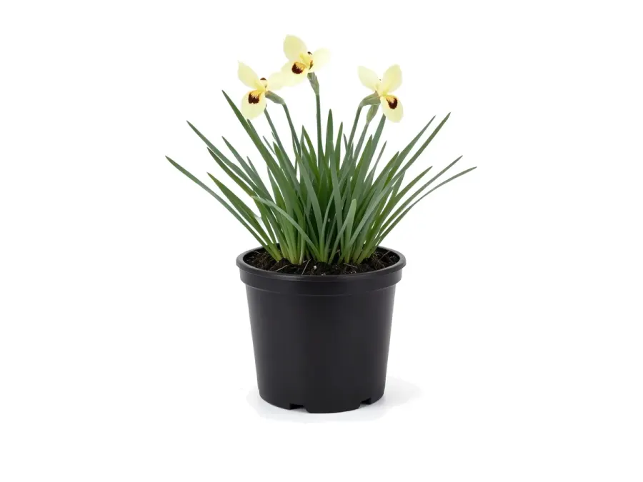 Yellow Iris