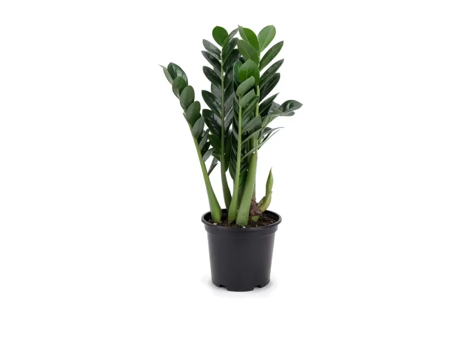 ZZ Plant